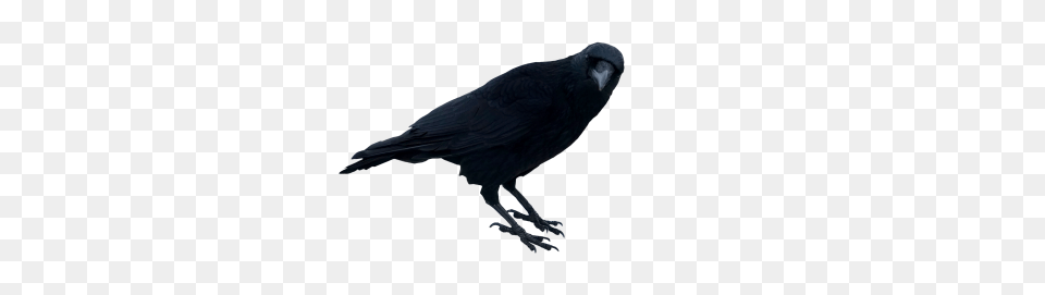Tags, Animal, Bird, Crow Free Png
