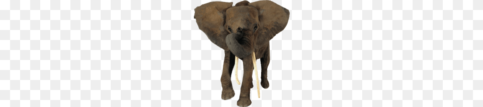 Tags, Animal, Elephant, Mammal, Wildlife Free Png