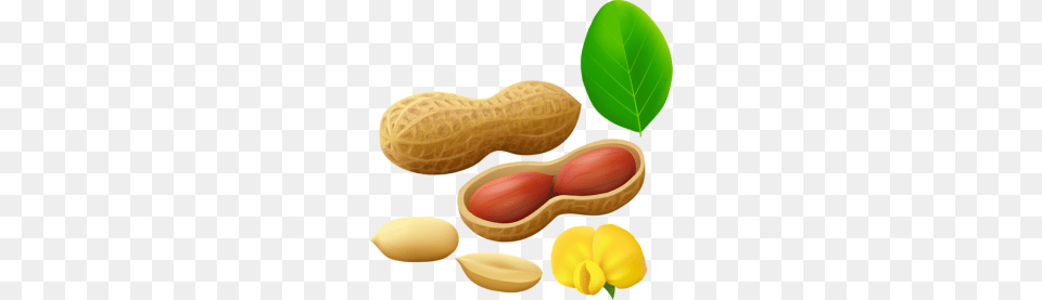 Tags, Food, Nut, Peanut, Plant Png Image