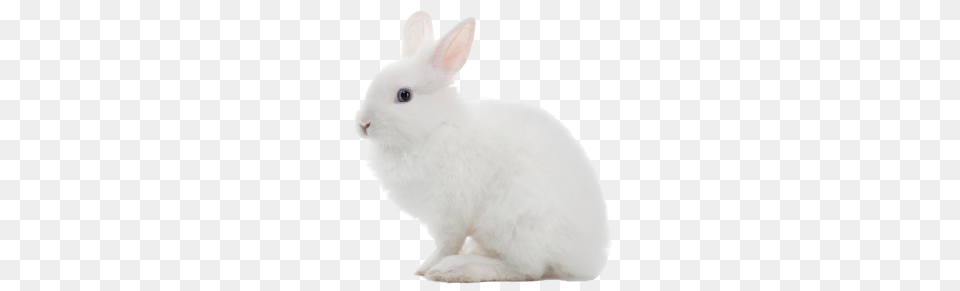 Tags, Animal, Mammal, Rabbit, Rat Png Image