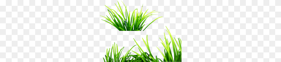 Tags, Aquatic, Grass, Moss, Plant Free Transparent Png