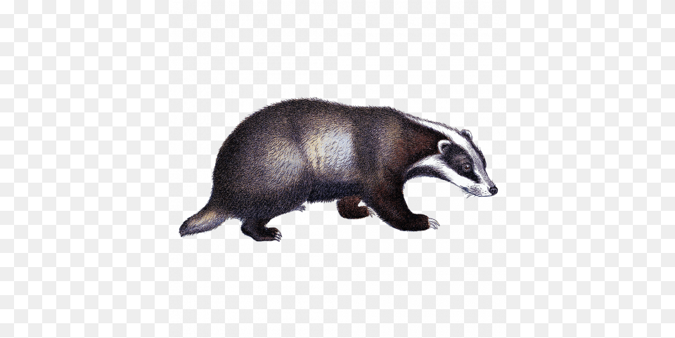 Tags Badger, Animal, Bear, Mammal, Wildlife Free Png Download