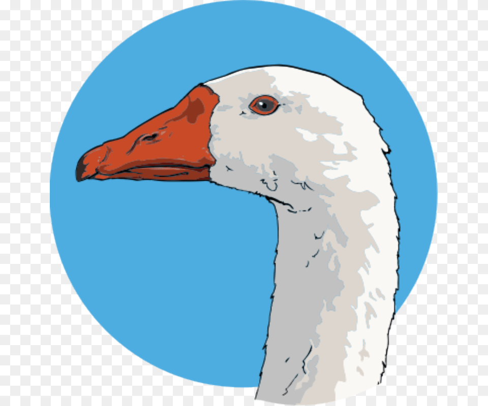 Tags Charlotte39s Web Character Goose, Animal, Bird, Waterfowl, Beak Free Transparent Png