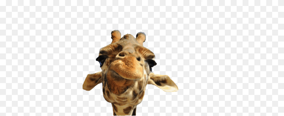 Tags Close Up Of Animal Faces, Mammal, Giraffe, Wildlife Free Transparent Png