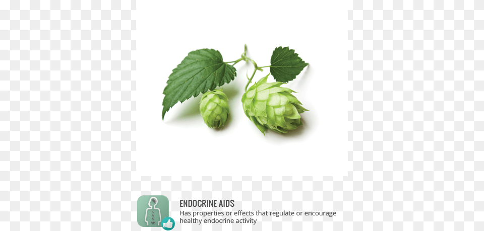 Tags Cooking With Belgian Beers Great Recipes Flavoured, Herbal, Herbs, Leaf, Plant Free Transparent Png