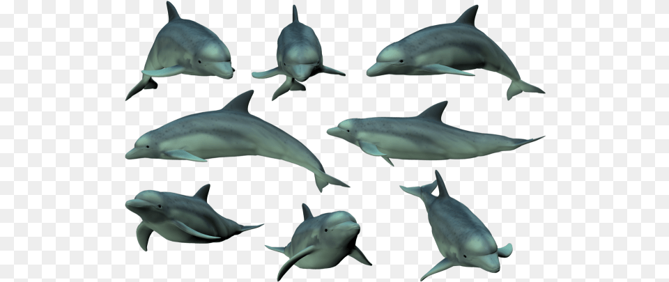 Tags Dolphin, Animal, Mammal, Sea Life, Fish Png