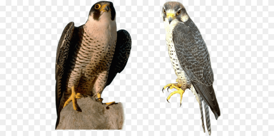 Tags Falcon, Accipiter, Animal, Beak, Bird Free Png Download