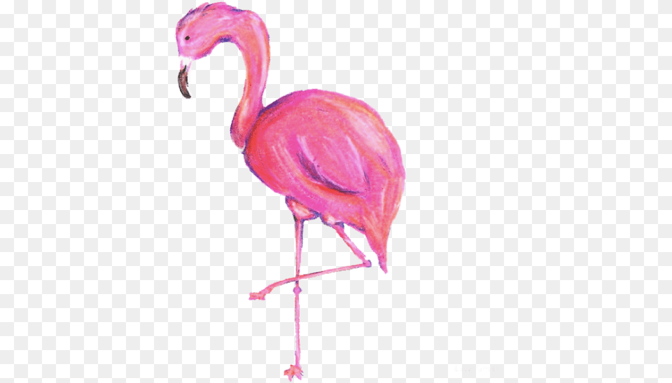 Tags Flamenco, Animal, Bird, Flamingo Free Transparent Png