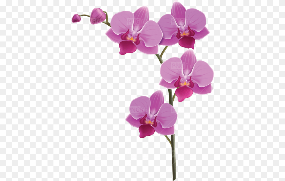 Tags Flower Pngfilenet Images Download Orchid Flower, Plant Free Png