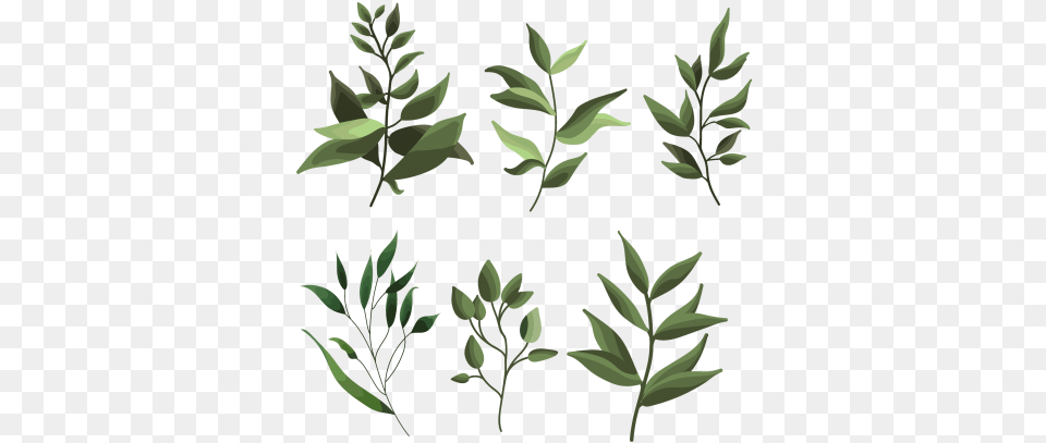 Tags Greenery Image For Starpng Plants, Herbal, Herbs, Leaf, Plant Free Transparent Png
