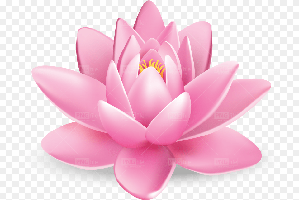 Tags Lotus Flower Pngfilenet Download Girly, Lily, Plant, Pond Lily Free Transparent Png