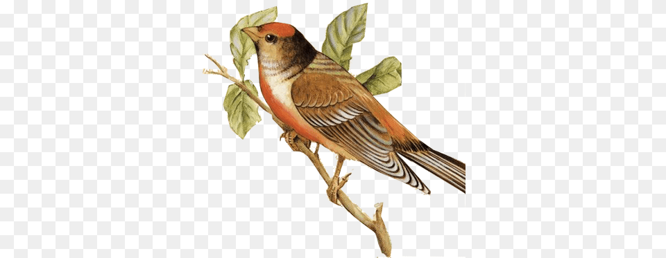 Tags Nightingale, Animal, Bird, Finch Png Image