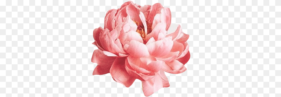 Tags Pink Flower Pinkflower Edit Kpop Pink Flowers Pictsart, Dahlia, Petal, Plant, Rose Free Transparent Png