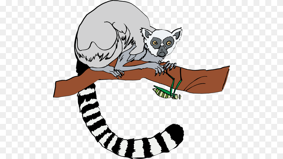 Tail Clipart Lemur, Animal, Mammal, Wildlife, Baby Free Png