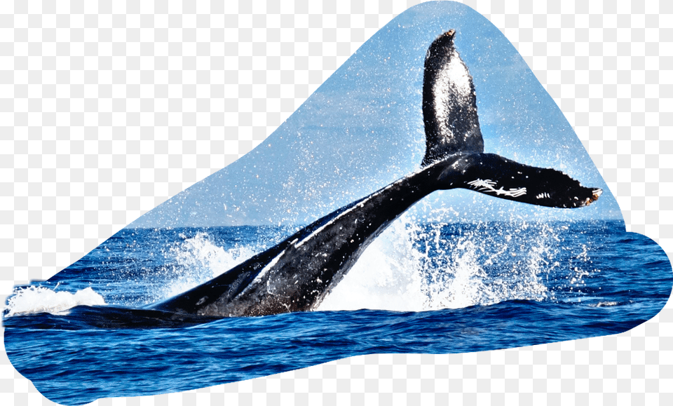 Tail Fin Water Splash Whale, Animal, Mammal, Sea Life, Fish Png