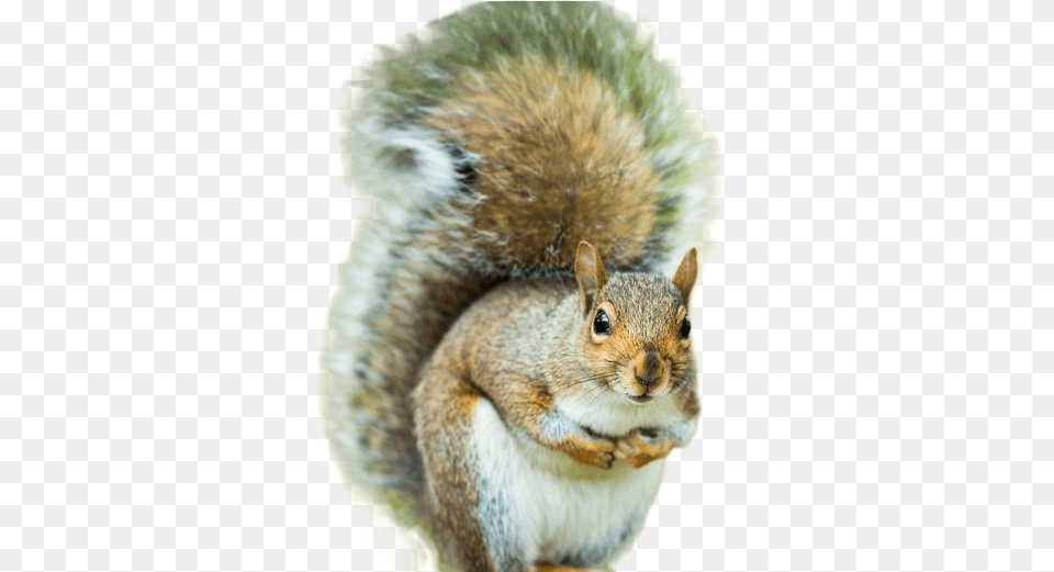 Tail Of A Squirrel, Animal, Mammal, Rodent, Rat Free Png