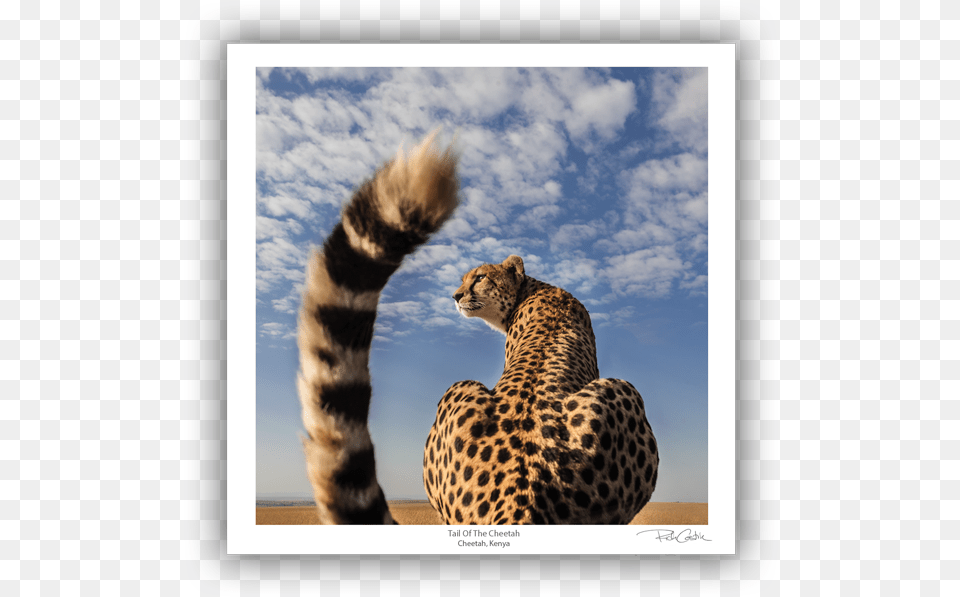 Tail Of The Cheetah Pokemon And Real Life Animals, Animal, Mammal, Wildlife Free Png