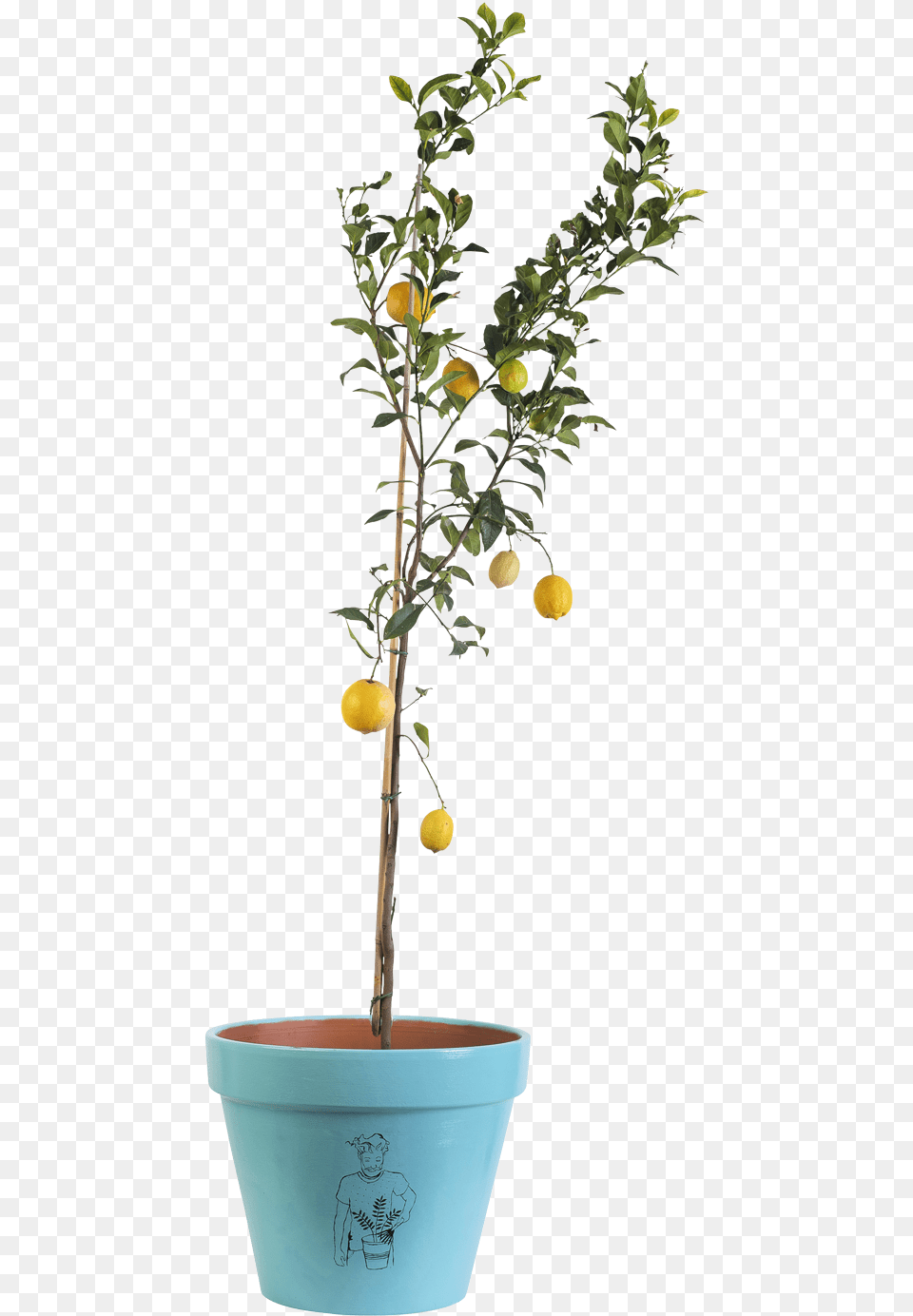 Tailor Lemon Tree Flowerpot, Citrus Fruit, Food, Fruit, Plant Png