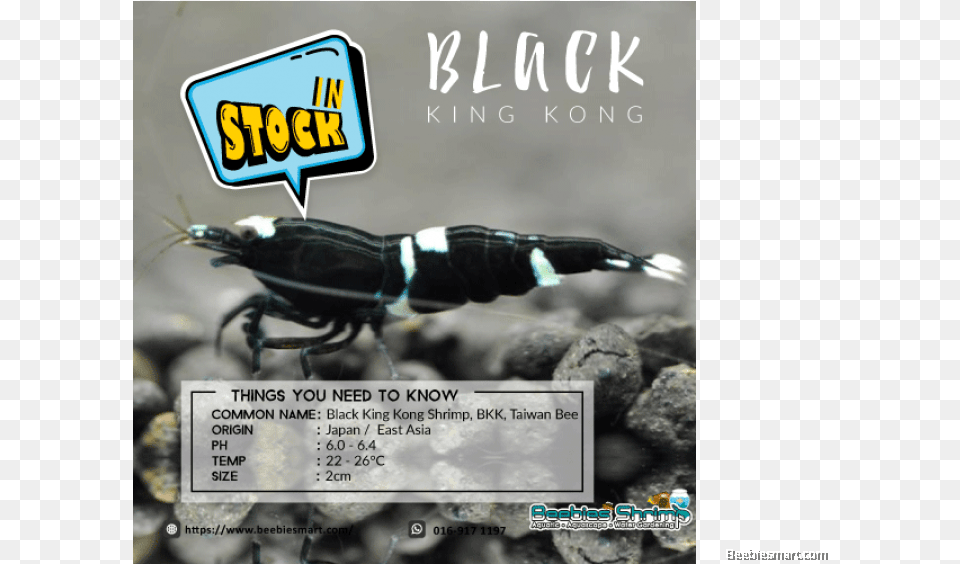 Taiwan Bee King Kong, Animal, Food, Invertebrate, Sea Life Free Png