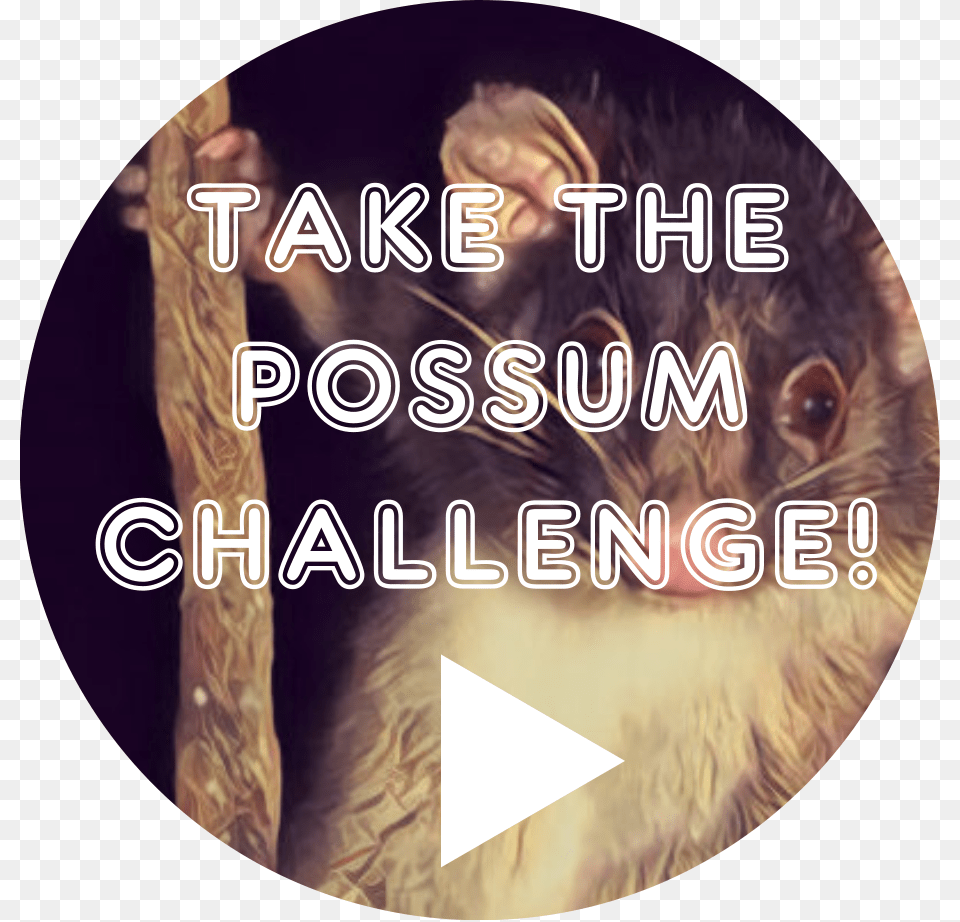 Take The Possum Challenge Label, Animal, Mammal, Wildlife, Adult Png Image