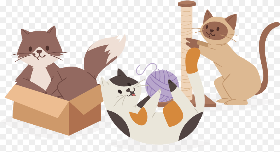 Take The Quiz To Separate The Cool Cats From The Fiercely Illustration, Box, Cardboard, Carton Png Image