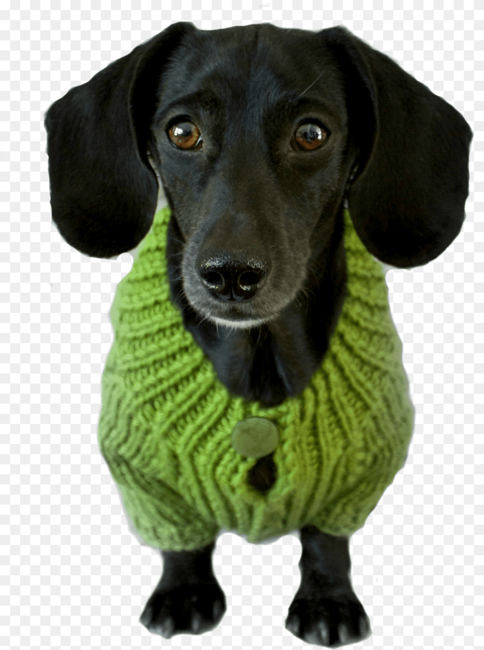 Taking Time To Teach Your Dog Essential Skills Will Dog, Clothing, Knitwear, Sweater, Animal Free Transparent Png