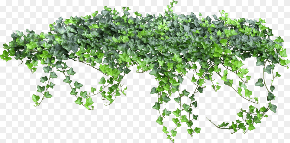 Tale Fairy Vine Ivy Texture Free Photo Clipart Ivy Transparent Background, Plant Png Image