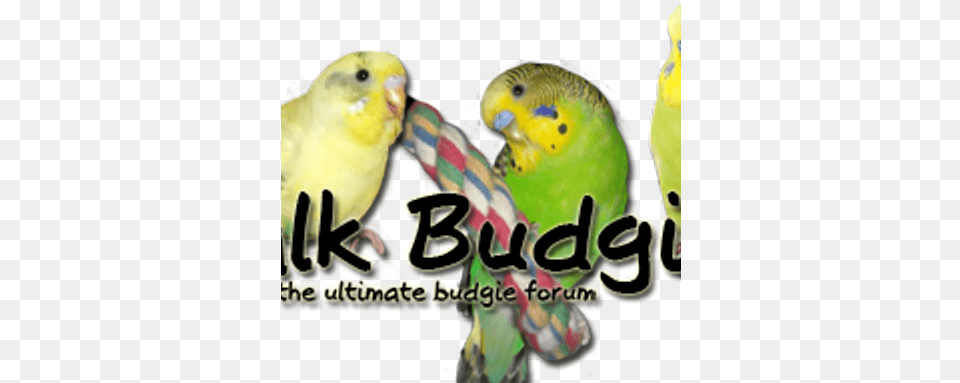 Talk Budgies Gesprch Budgies V3 Karte, Animal, Bird, Parakeet, Parrot Free Transparent Png