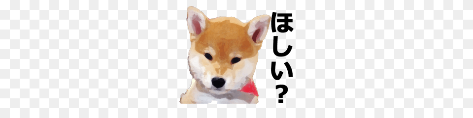 Talking Shiba Inu Everyday Line Stickers Line Store, Animal, Canine, Dog, Husky Free Png Download