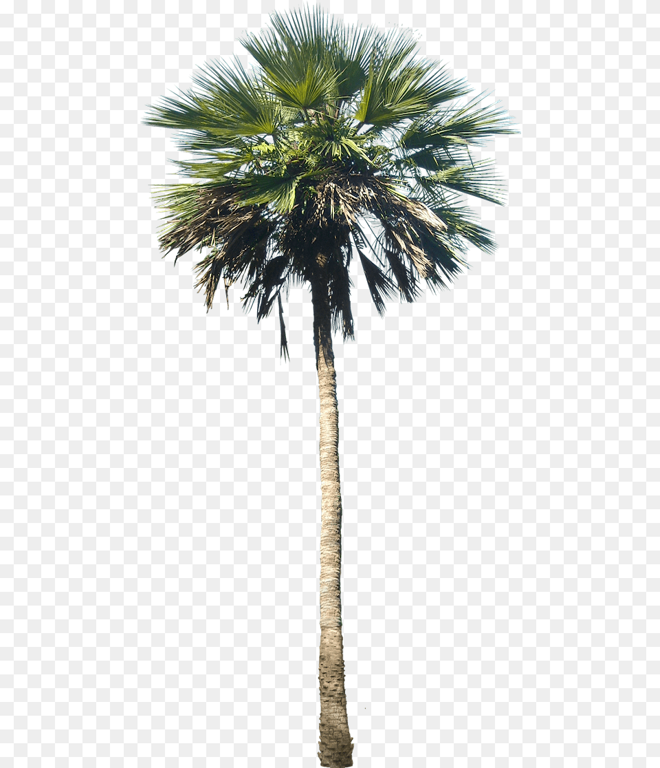 Tall Artificial Palm Tree, Palm Tree, Plant Png