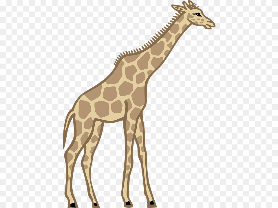 Tall Clipart, Animal, Giraffe, Mammal, Wildlife Free Transparent Png