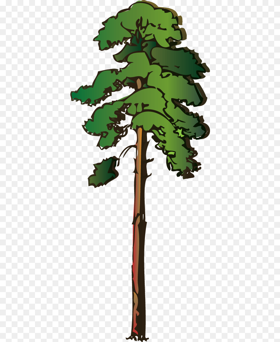 Tall Cliparts, Plant, Tree, Pine, Cross Png