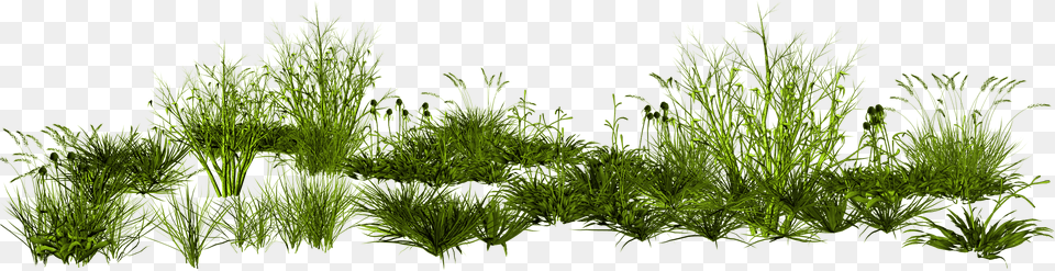 Tall Grass, Food, Plant, Seasoning, Aquatic Free Transparent Png