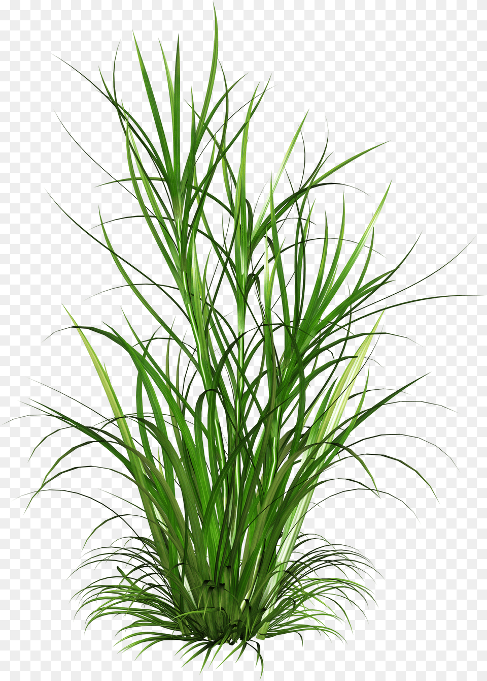 Tall Grass, Plant, Food, Seasoning, Vegetation Free Png Download