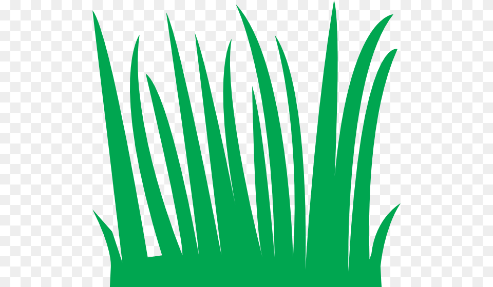 Tall Grass, Green, Plant, Leaf, Vegetation Free Png Download