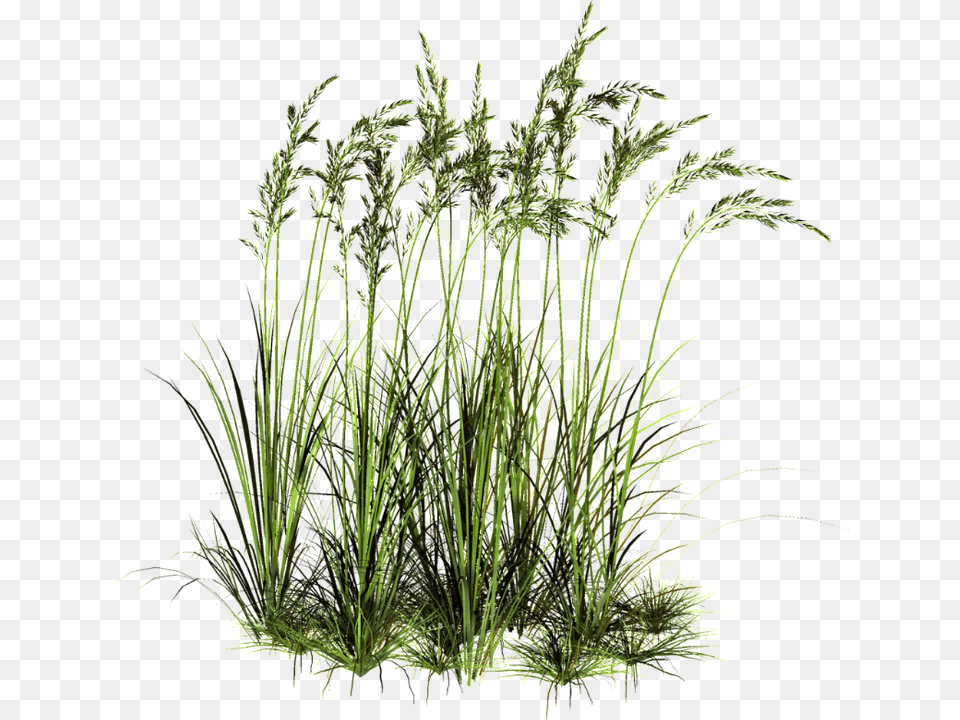 Tall Grass, Plant, Vegetation, Potted Plant, Agavaceae Png