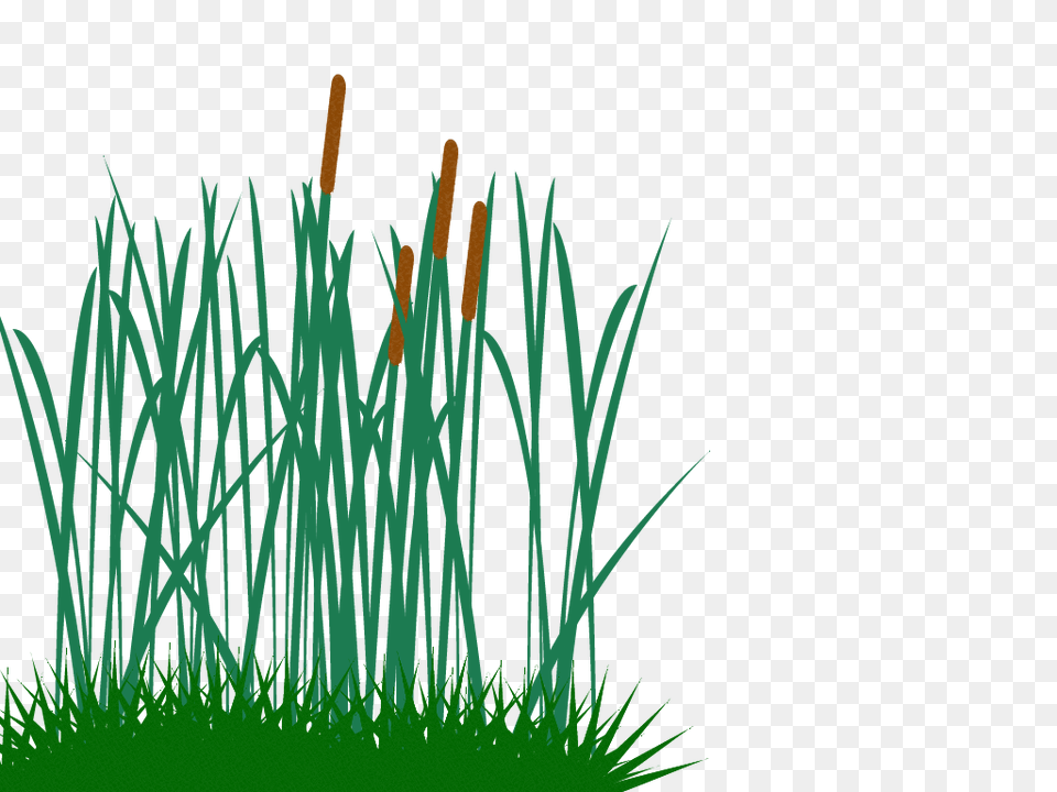 Tall Grass Clip Art, Plant, Reed, Vegetation, Green Free Transparent Png