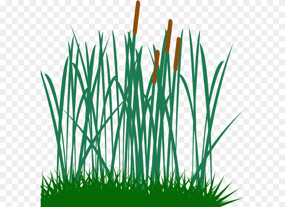 Tall Grass Clip Tall Grass Clip Art, Plant, Reed, Vegetation, Agropyron Png Image