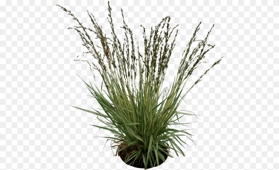 Tall Grass Dead Long Photo Arts Transparent Background Long Grass, Plant, Agavaceae Png Image