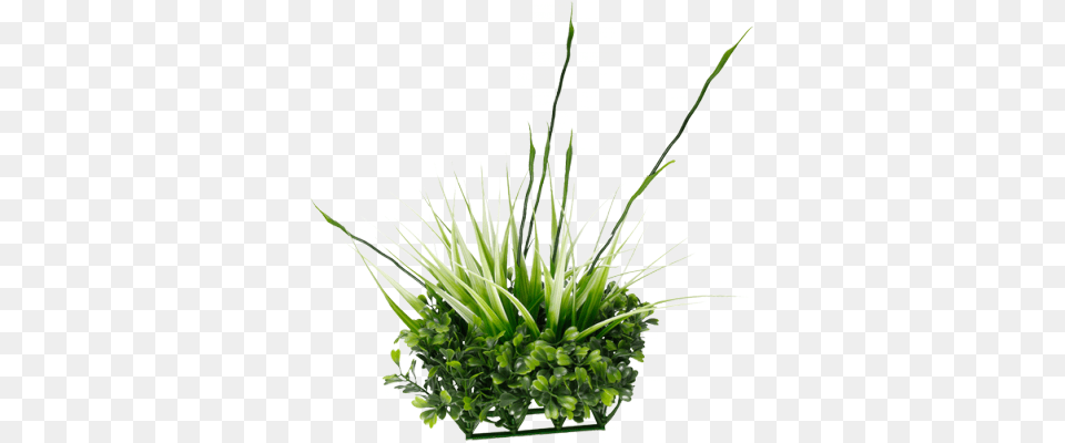 Tall Grass Fluval Chi Boxwood Amp Tall Grass Ornament, Plant, Flower, Flower Arrangement, Ikebana Free Png Download