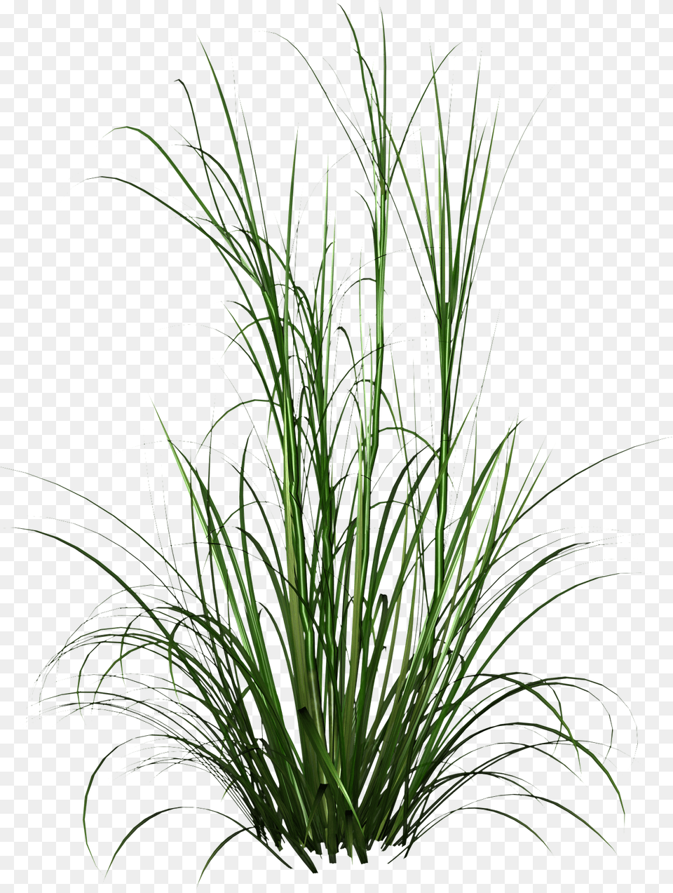 Tall Grass Hd Photo Transparent Long Grass, Plant, Vegetation Free Png Download