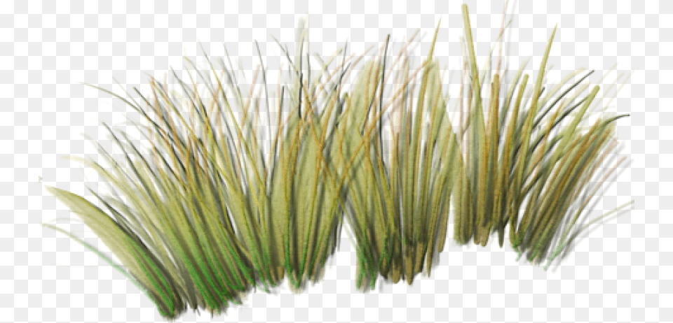 Tall Grass Index Of Sidawtexturesfoliage Transparent Grass Texture, Anther, Flower, Plant, Pollen Free Png