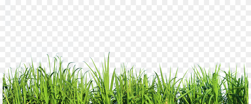 Tall Grass Nature Transparent Background Grass, Field, Plant, Vegetation, Outdoors Png Image