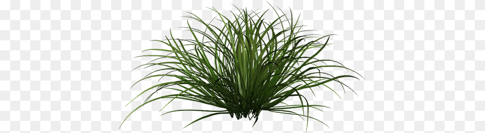 Tall Grass Ornamental Grass, Plant, Potted Plant, Vegetation, Agavaceae Free Transparent Png