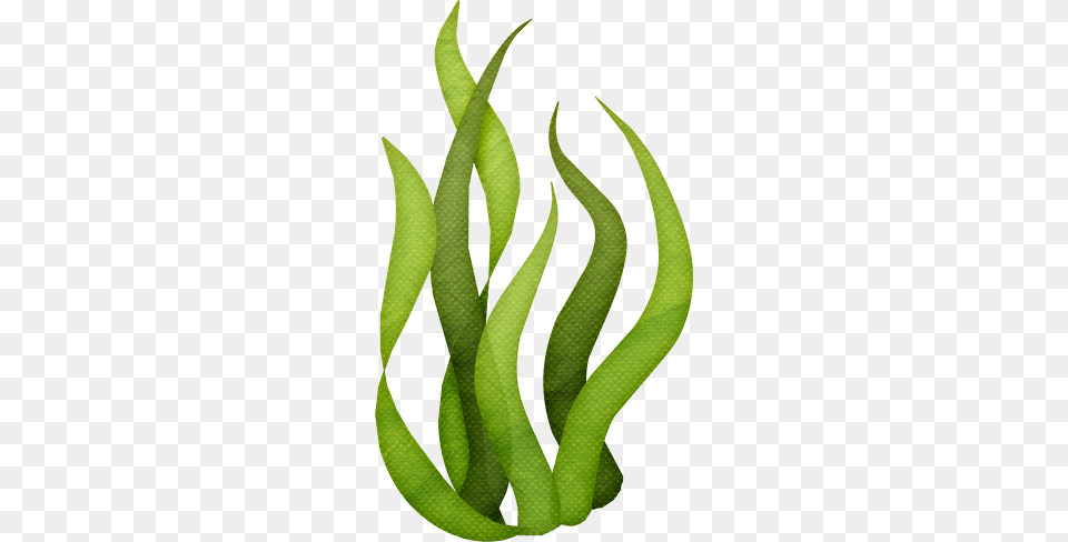 Tall Grass Silhouette Clip Art Gifs Y Fondos Pazenlatormenta, Seaweed, Bean, Food, Plant Png