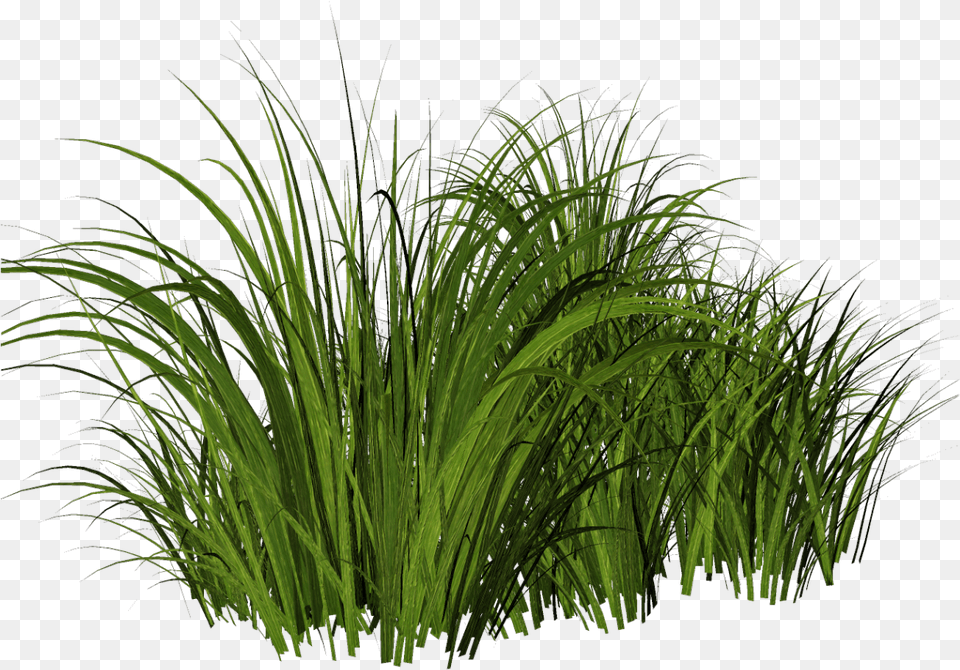 Tall Grass Tall Grass Transparent, Plant, Vegetation, Aquatic, Water Png