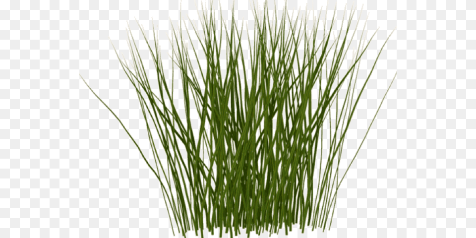 Tall Grass Texture, Plant, Vegetation, Agropyron, Reed Free Png