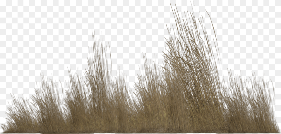 Tall Grass Transparent Background Tall Grass, Plant, Reed Free Png Download