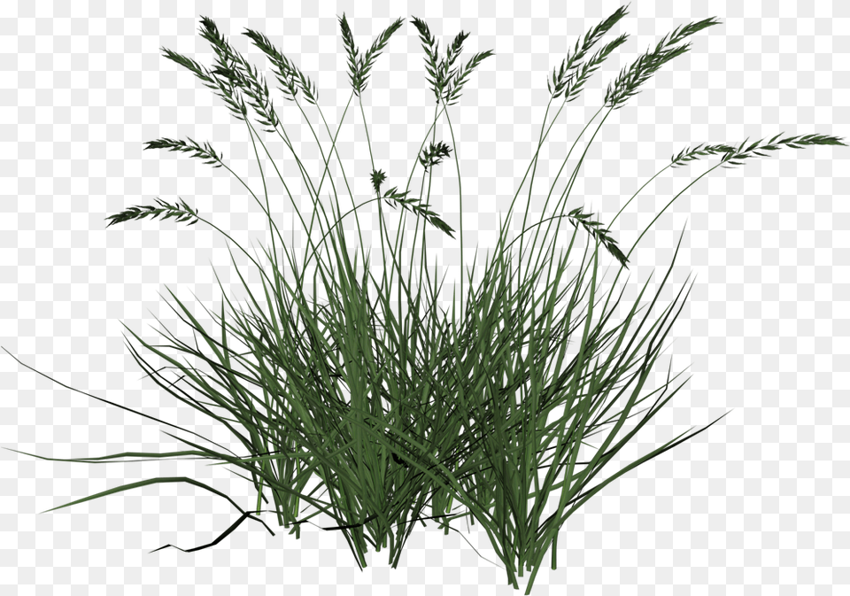 Tall Grasses Tall Grass Transparent Background, Agropyron, Plant, Vegetation Free Png Download