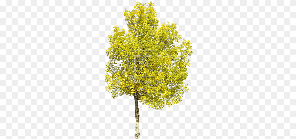 Tall Green Juniper Green Yellow Trees, Maple, Oak, Plant, Sycamore Png